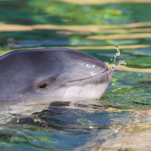 Dolfinarium groot